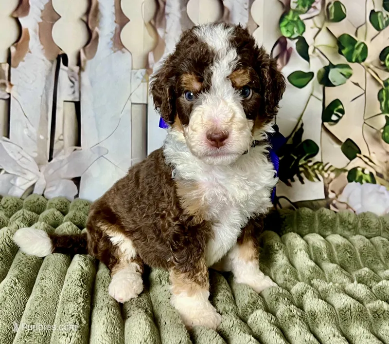Paisley – Bernedoodle puppy for sale in The Woodlands, TX