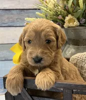 Daisy F1 Standard , a female Goldendoodle for sale in The Woodlands, TX – Photo 1 of 6