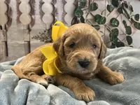 Daisy F1 Standard , a female Goldendoodle for sale in The Woodlands, TX – Photo 2 of 6
