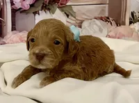 Anna - mini , a female Goldendoodle and Miniature Goldendoodle for sale in The Woodlands, TX – Photo 2 of 3