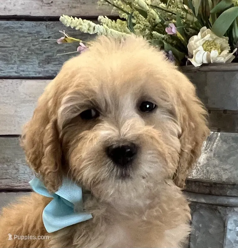 Anna - mini  – Goldendoodle, Miniature Goldendoodle puppy for sale in The Woodlands, TX