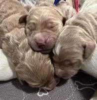 Manny- Standard F1, a male Goldendoodle for sale in The Woodlands, TX – Photo 3 of 9