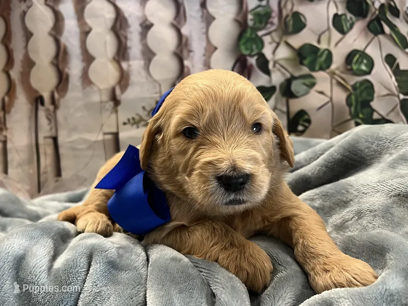 Manny- Standard F1 – Goldendoodle puppy for sale in The Woodlands, TX