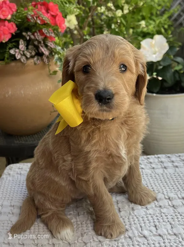 Daisy F1 Standard  – Goldendoodle puppy for sale in The Woodlands, TX