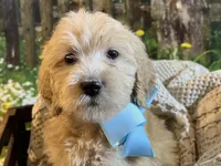 Anna - mini , a female Goldendoodle and Miniature Goldendoodle for sale in The Woodlands, TX – Photo 3 of 3