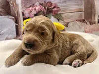 Daisy F1 Standard , a female Goldendoodle for sale in The Woodlands, TX – Photo 3 of 6