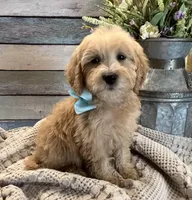 Anna - mini , a female Goldendoodle and Miniature Goldendoodle for sale in The Woodlands, TX – Photo 1 of 5