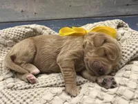 Daisy F1 Standard , a female Goldendoodle for sale in The Woodlands, TX – Photo 4 of 6