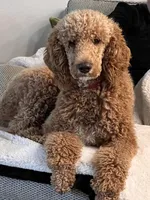 Daisy F1 Standard , a female Goldendoodle for sale in The Woodlands, TX – Photo 6 of 6
