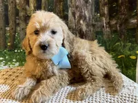 Anna - mini , a female Goldendoodle and Miniature Goldendoodle for sale in The Woodlands, TX – Photo 1 of 3