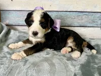 Bella, a female Bernedoodle for sale in The Woodlands, TX – 2 of 4