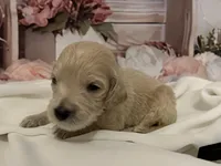 Rex - Medium, a male Goldendoodle and Miniature Goldendoodle for sale in The Woodlands, TX – Photo 5 of 6