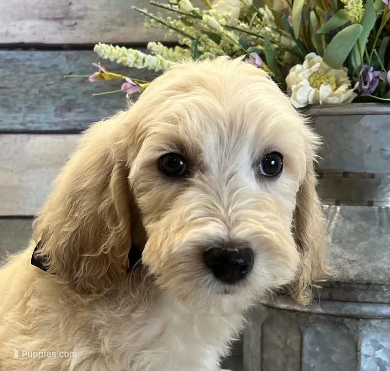 Rex - Medium – Goldendoodle, Miniature Goldendoodle puppy for sale in The Woodlands, TX