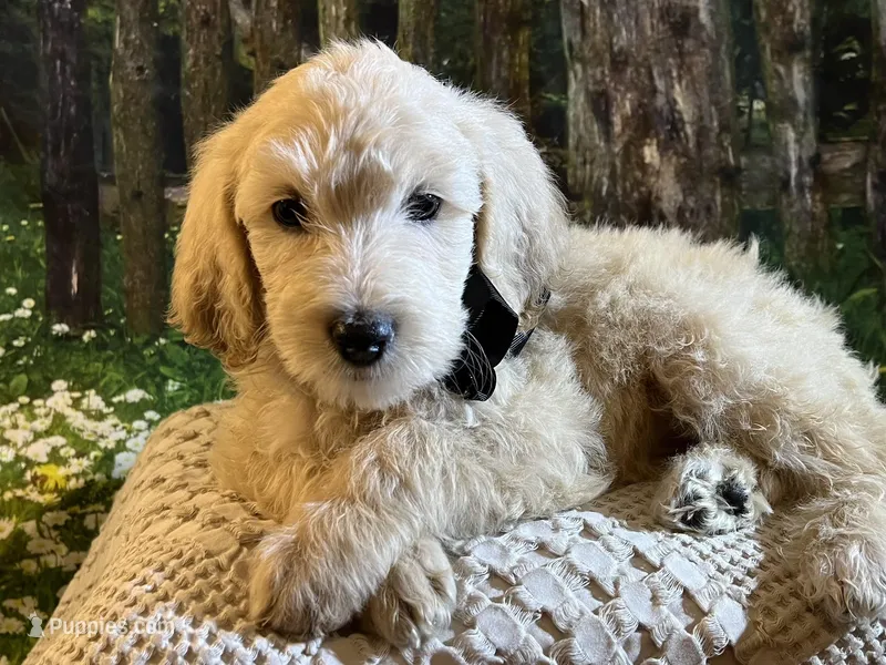 Rex - Medium – Goldendoodle, Miniature Goldendoodle puppy for sale in The Woodlands, TX