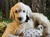 Rex - Medium, a male Goldendoodle and Miniature Goldendoodle for sale in The Woodlands, TX – Photo 6 of 6