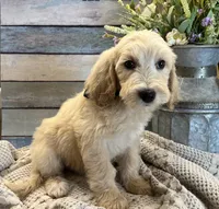 Rex - Medium, a male Goldendoodle and Miniature Goldendoodle for sale in The Woodlands, TX – Photo 2 of 6
