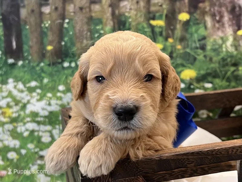 Biscuit F1 – Goldendoodle puppy for sale in The Woodlands, TX