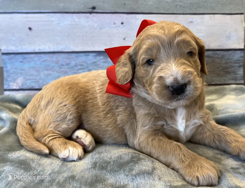 Ruby – Goldendoodle puppy for sale in The Woodlands, TX