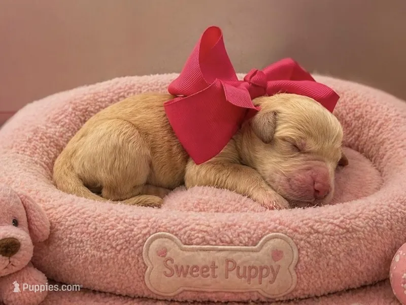 Paisley – Goldendoodle puppy for sale in The Woodlands, TX