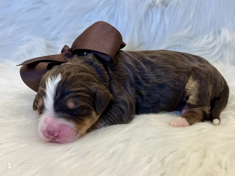 Charlie – Bernedoodle puppy for sale in The Woodlands, TX