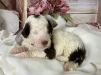 Winston , a male Bernedoodle for sale in The Woodlands, TX – 4 of 6