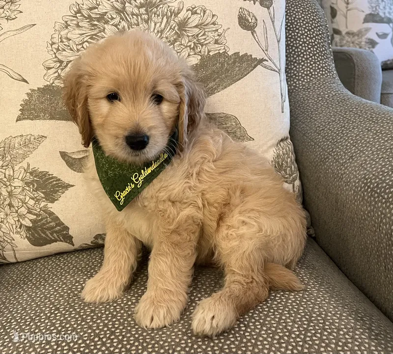 Goose – Goldendoodle puppy for sale in The Woodlands, TX