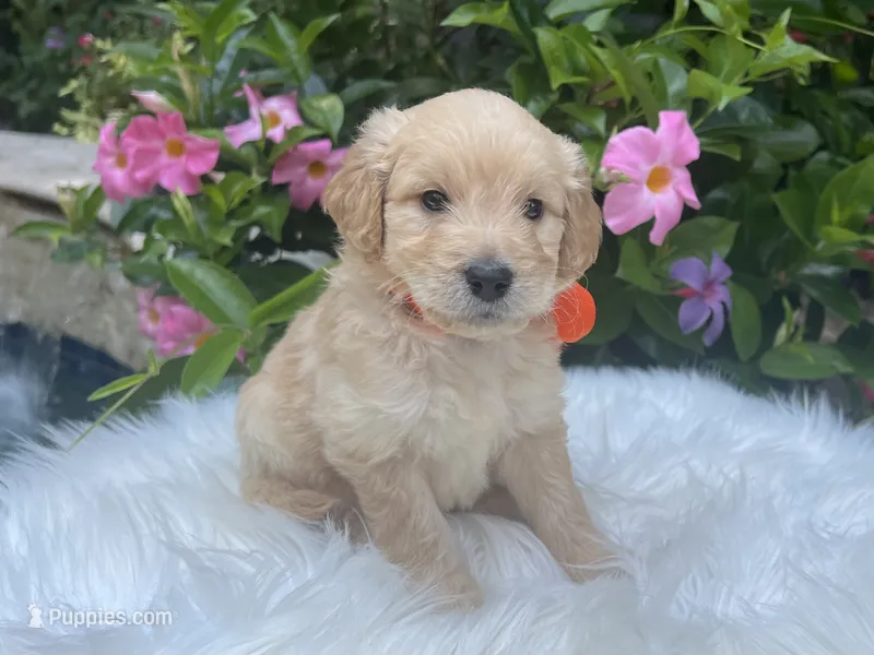 Oliver – Goldendoodle puppy for sale in The Woodlands, TX