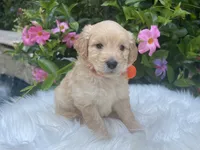Oliver, a male Goldendoodle for sale in The Woodlands, TX – 2 of 8