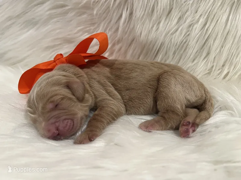 Olive – Goldendoodle puppy for sale in The Woodlands, TX