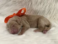 Olive, a female Goldendoodle for sale in The Woodlands, TX – 1 of 1