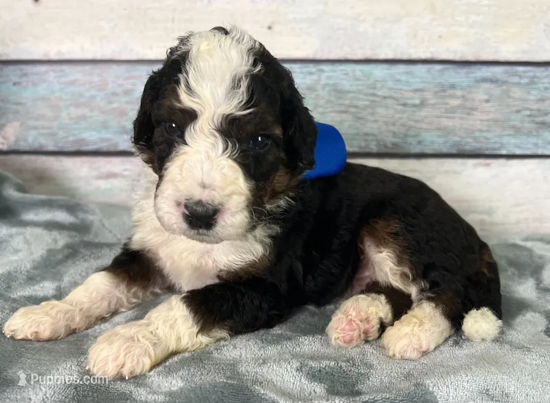 Baxter – Bernedoodle puppy for sale in The Woodlands, TX