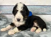 Baxter, a male Bernedoodle for sale in The Woodlands, TX – 1 of 4