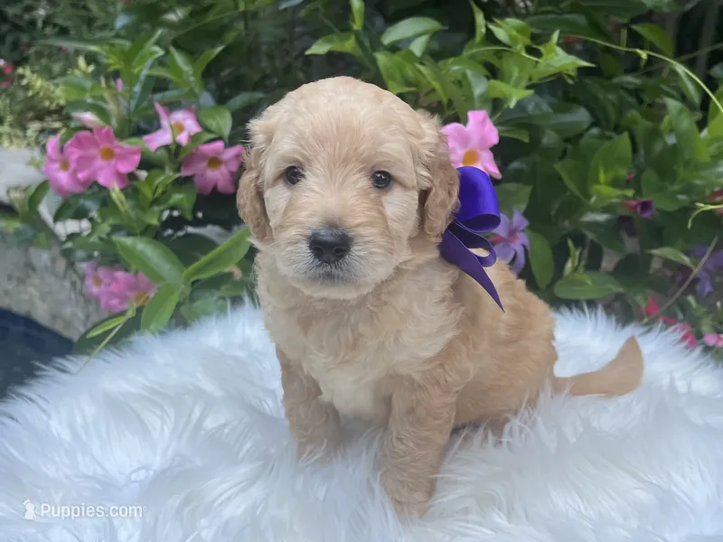 Peanut – Goldendoodle puppy for sale in The Woodlands, TX