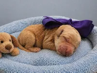 Peanut, a male Goldendoodle for sale in The Woodlands, TX – 3 of 4