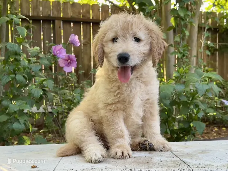 Goose – Goldendoodle puppy for sale in The Woodlands, TX