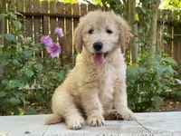 Goose, a male Goldendoodle for sale in The Woodlands, TX – 3 of 10