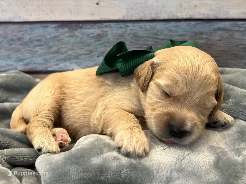 Goose – Goldendoodle puppy for sale in The Woodlands, TX