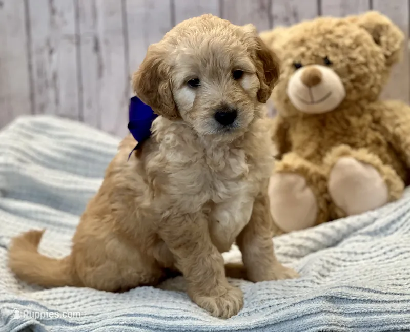 Peanut – Goldendoodle puppy for sale in The Woodlands, TX