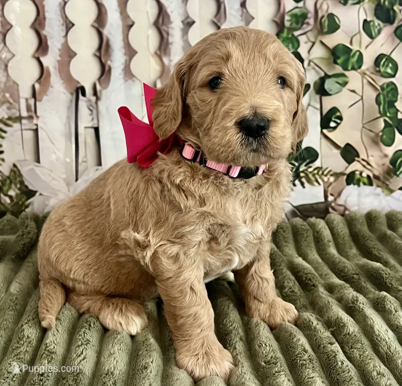 Paisley  – Goldendoodle puppy for sale in The Woodlands, TX