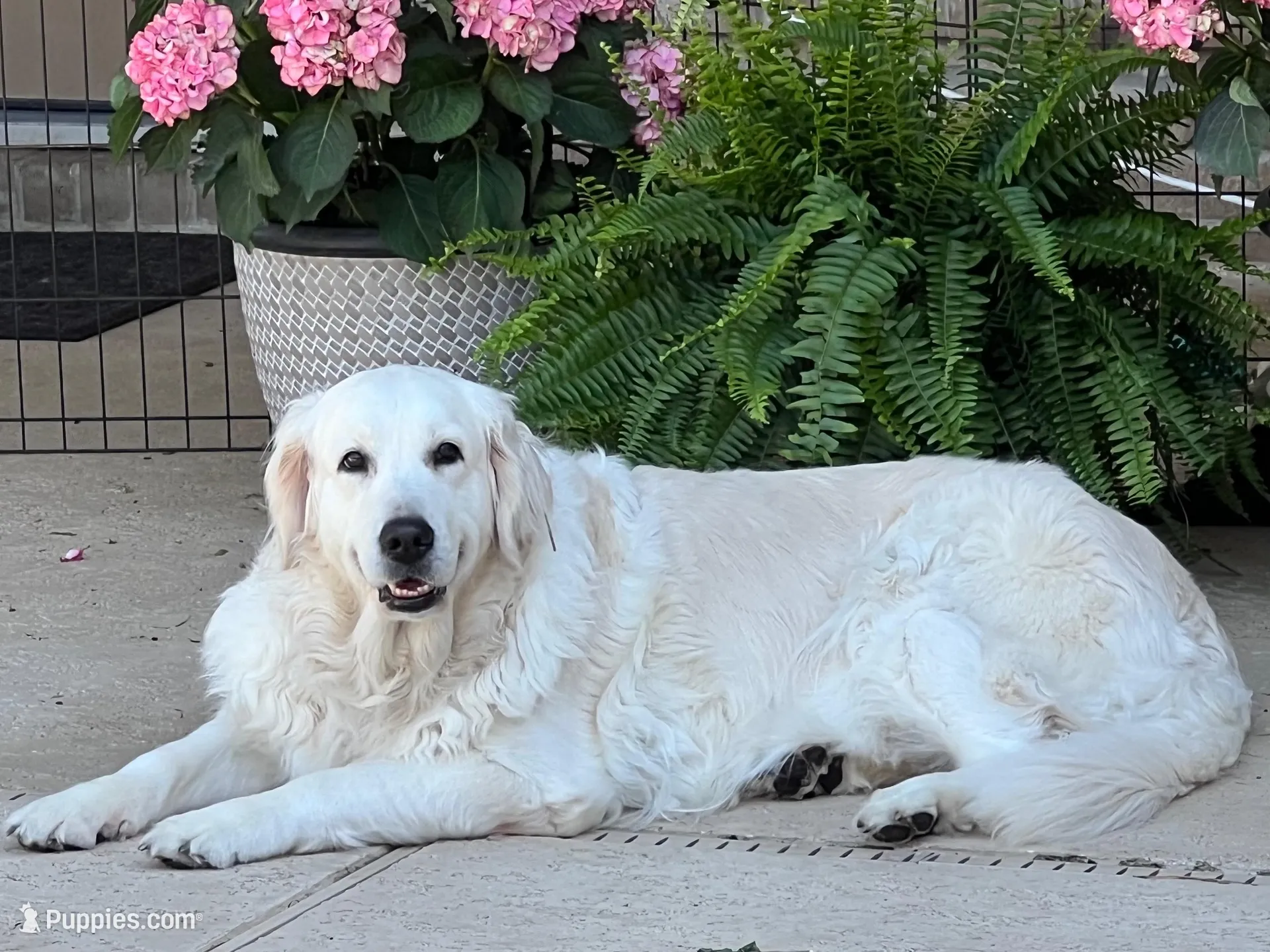Biscuit F1, a male Goldendoodle for sale in The Woodlands, TX – Photo 2 of 2
