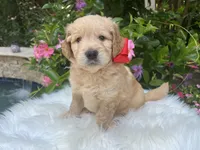 Ranger, a male Goldendoodle for sale in The Woodlands, TX – 2 of 9