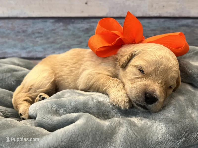 Oliver – Goldendoodle puppy for sale in The Woodlands, TX