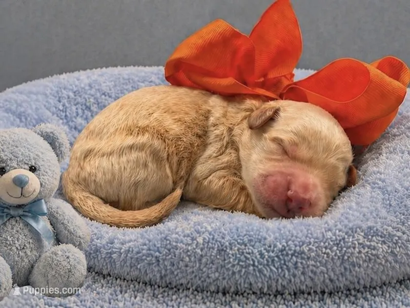 Oliver – Goldendoodle puppy for sale in The Woodlands, TX