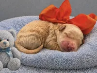 Oliver, a male Goldendoodle for sale in The Woodlands, TX – 7 of 8