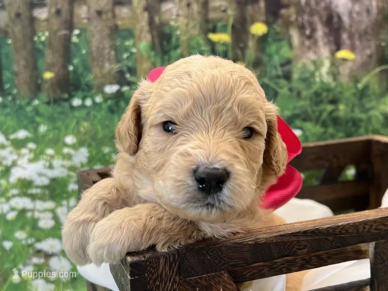Paisley F1 – Goldendoodle puppy for sale in The Woodlands, TX