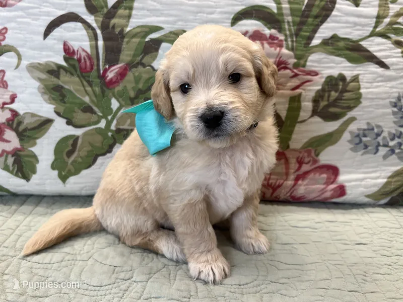 Tank – Goldendoodle puppy for sale in The Woodlands, TX