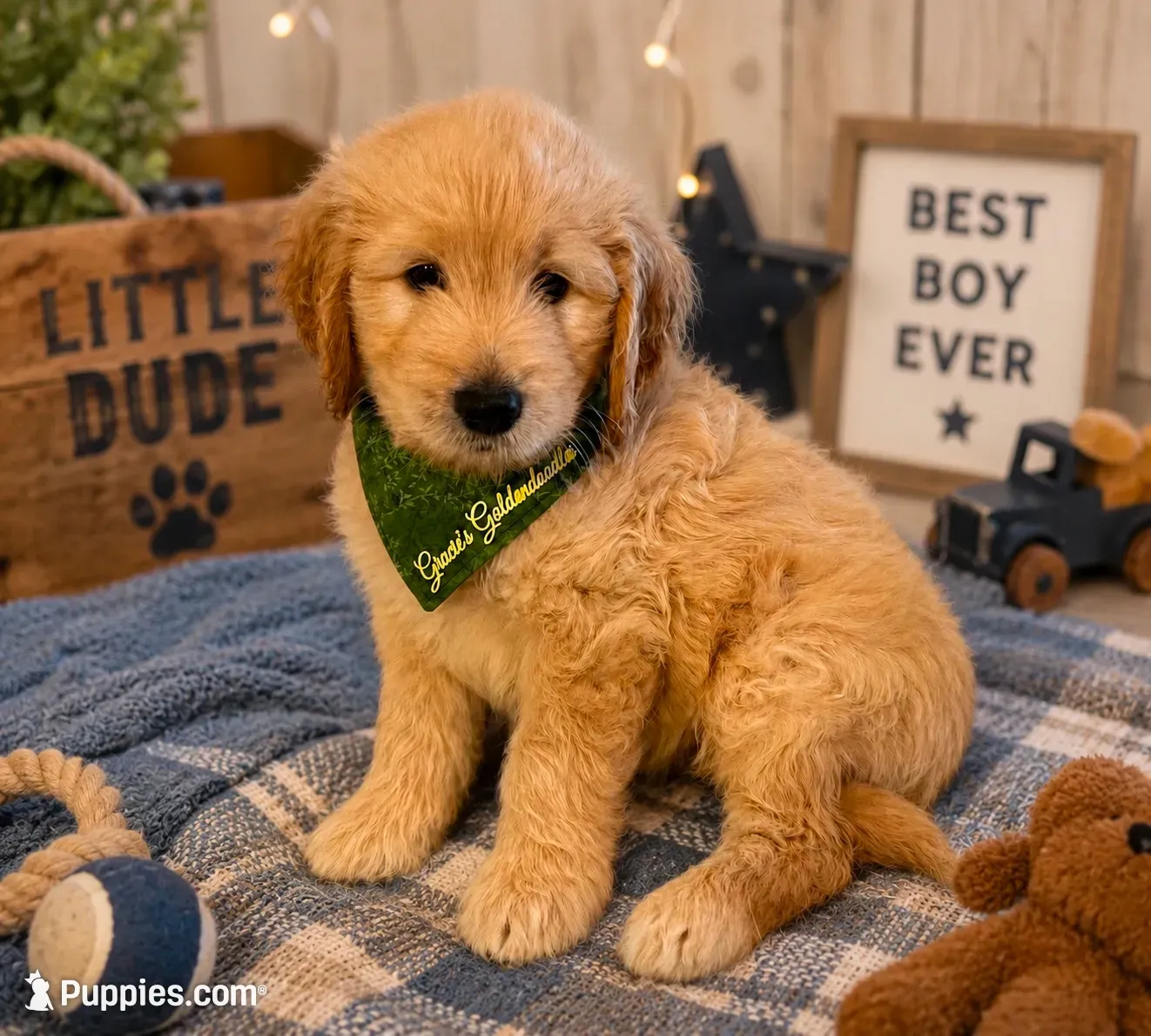 Bandit, a male Goldendoodle for sale in The Woodlands, TX – 2 of 3