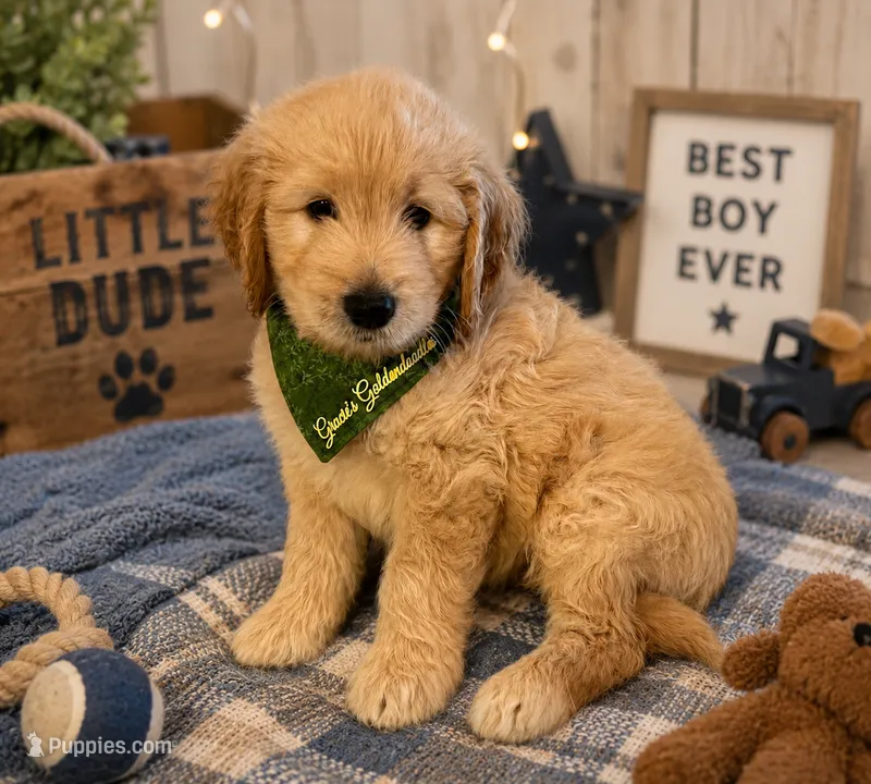 Goose – Goldendoodle puppy for sale in The Woodlands, TX