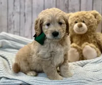 Goose, a male Goldendoodle for sale in The Woodlands, TX – 1 of 8