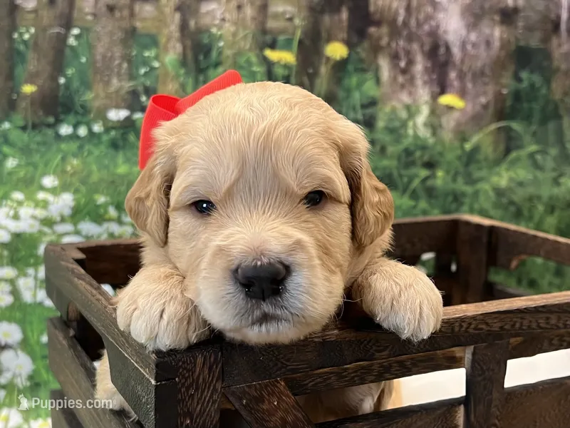 Ranger – Goldendoodle puppy for sale in The Woodlands, TX